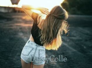 DaisyColle